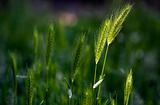 Wheat, growing wild on a meadow in spring