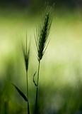 Wheat, growing wild on a meadow in spring