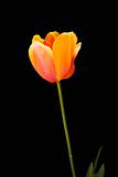 Orange Tulip Isolated on Black