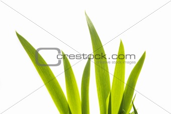 Iris Leaves Isolated on White
