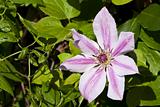 pink passion flower