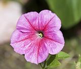 pink pansy
