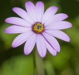 close up of violet pink daisy