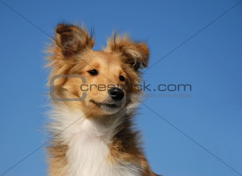 puppy shetland sheepdog