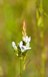 White Brodiaea, Triteleia hyacinthina, or Wild Hyacinth