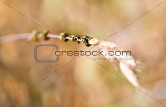 Bees on Stalk of Grass