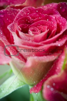 beautiful roses with water drops close-up