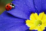 Red ladybug on a blue and yellow flower   