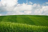 Green wheat fields