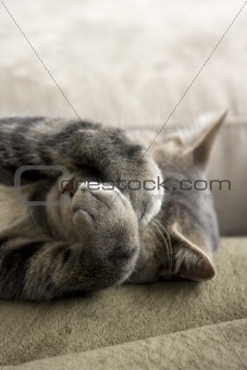 Shy Cat with Paws over Face