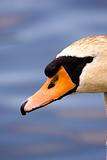 Elegant Swan on Lake