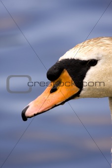Elegant Swan on Lake