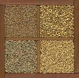 wheat, barley, oat and rye grain