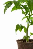 new tomato plant in biodegradable peatpot