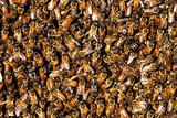 honey bee swarm background