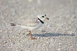 Endangered Piping Plover (Charadrius melodus)