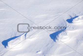 Polar Bear Track