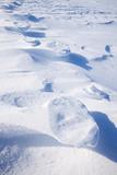 Polar Bear Track