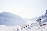 Reindeer on Winter Landscape