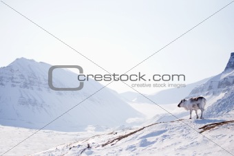 Reindeer on Winter Landscape