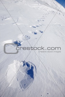 Polar Bear Trail