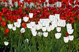 white and red tulips