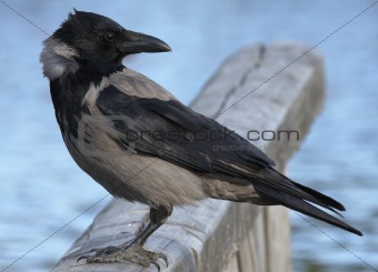 Hooded Crow.