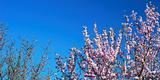Pink blossom under springtime blue sky                    