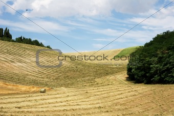 Hay and straw in lines