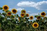Sunflowers group