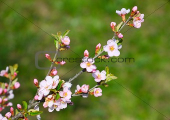 Blossoming branch