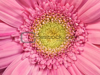pink gerbera daisy