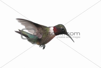 Isolated Ruby-throated Hummingbird