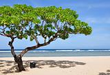 Nusa Dua Beach Tree