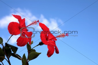  Two Hibiscus Flowers against a blue sky.
