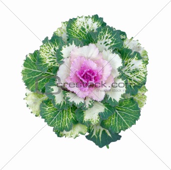 Colorful Ornamental Cabbage