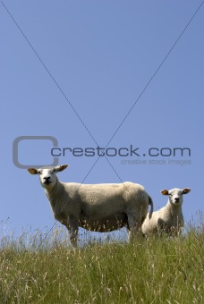 Danish Wadden Sea sheep
