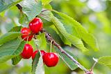 Ripe cherries on a tree