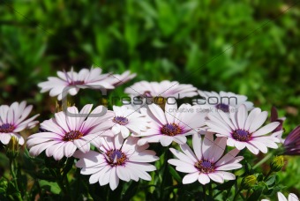 Cineraria flowers