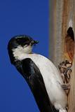 Tree Swallow With Insects