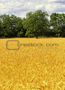 wheat and tree  background