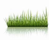 Green Grass Isolated On White