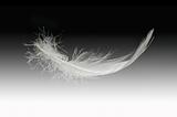 white feather falling
