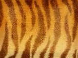 Grunge background - fur of a tiger