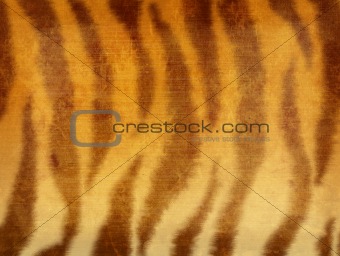 Grunge background - fur of a tiger