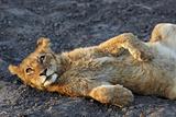 Lions at rest