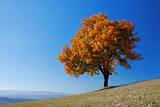 Bright fall tree