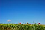 Red poppy and blue sky
