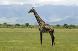 Giraffe in the grass