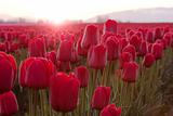 Red Tulips At Sunrise